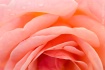 Caressed...