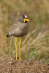 Wattled Plover