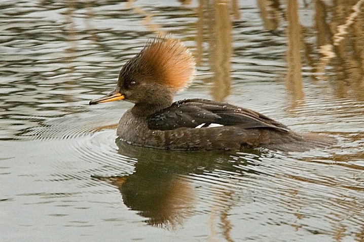 Hooded Merganser Female - ID: 5460760 © John Tubbs