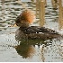 2Hooded Merganser Female - ID: 5460760 © John Tubbs