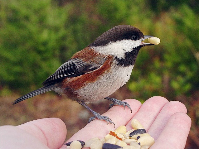 Yummmy Pine Nuts