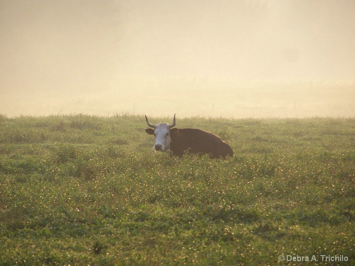 Into the Mist