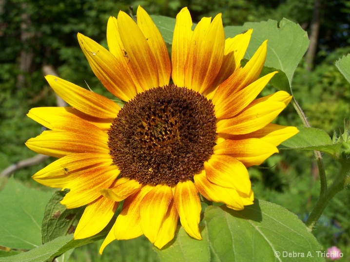 Sunflower's Sunny Face