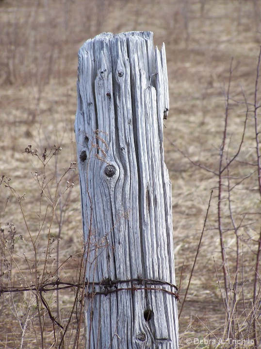 Lone Fencepost