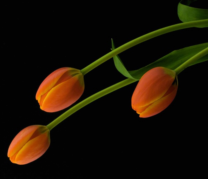 3 Tulips