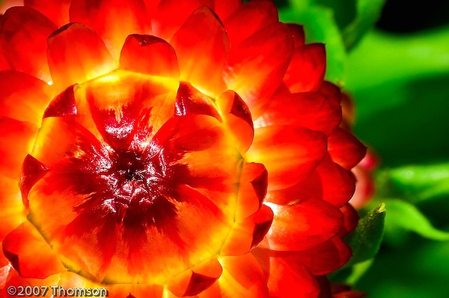 Lancaster County:  Strawflower