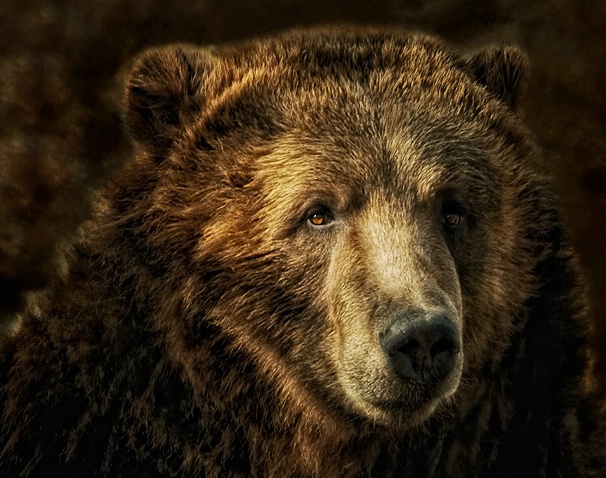 Brown Bear