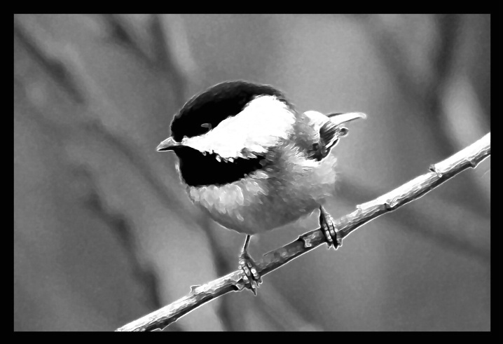 Chickadee 2