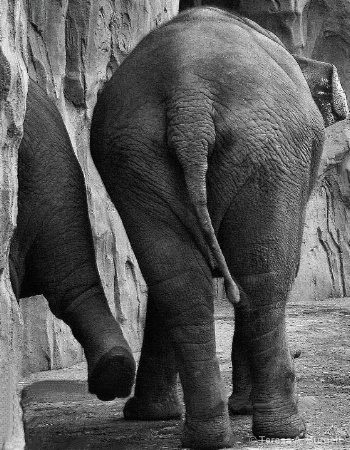 Put your right foot in, Put your right foot out...