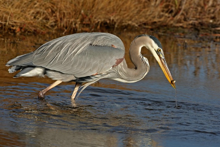 Blue Heron With Fish, Chincoteague NWR - ID: 5468772 © Richard S. Young