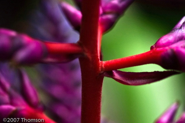 Washington:  Bromeliad