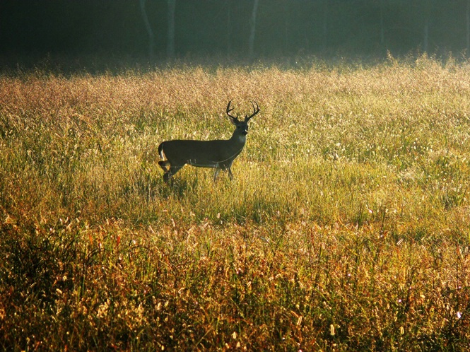 8 Point Buck