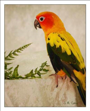 Rainbow with a Beak