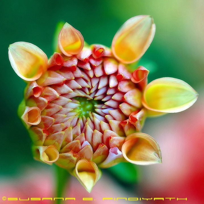 Alien Flower