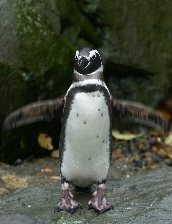 Penguin Flap - Motion Blur, 90 degrees