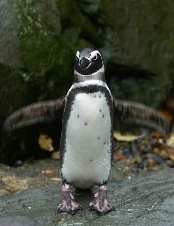 Penguin Flap - Motion Blur, 90 degrees