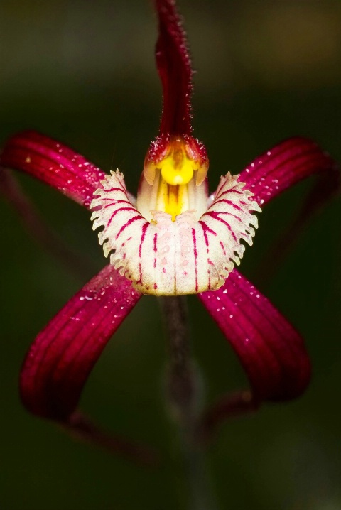 Red Spider Orchid