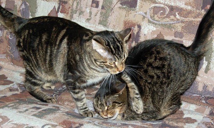 Wrestling Kitties