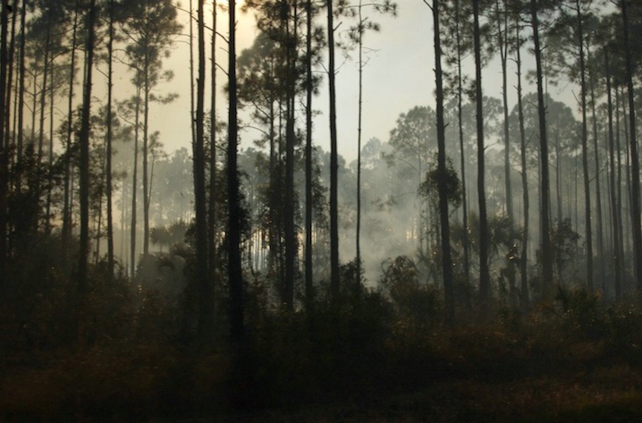 Florida Forrest Burning
