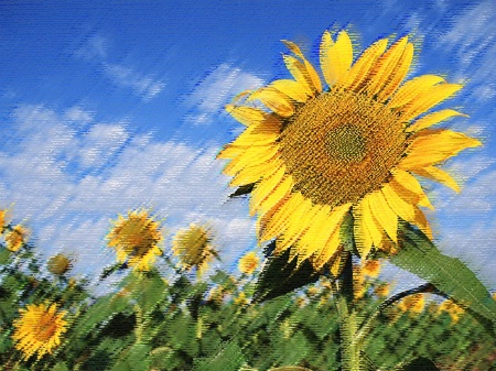 Sunflower - Photo #2