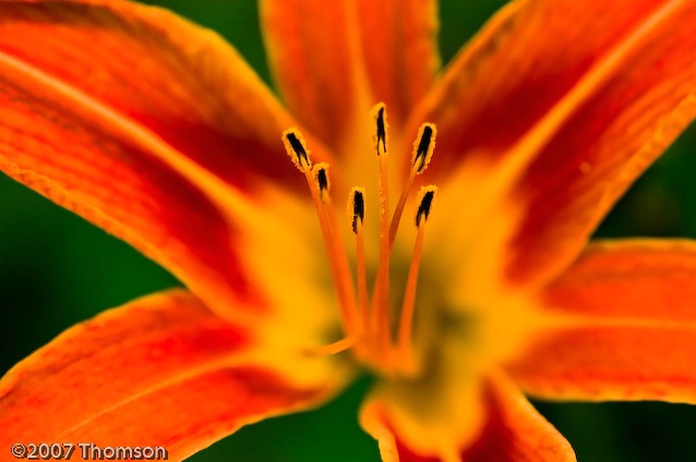 Arlington:  Day Lily