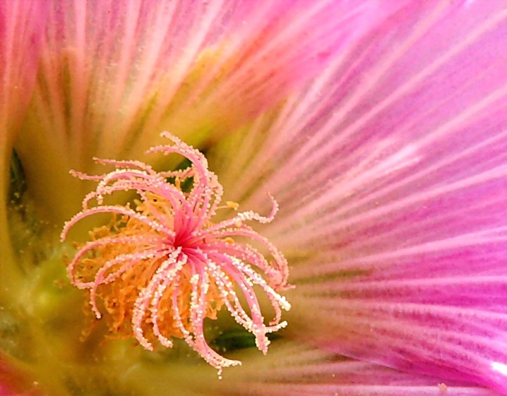 Swirled Stamens