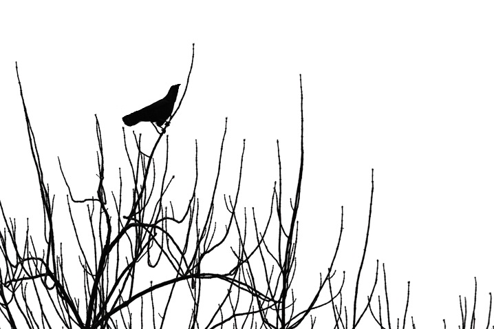 Blackbird - ID: 5481560 © Laurie Daily