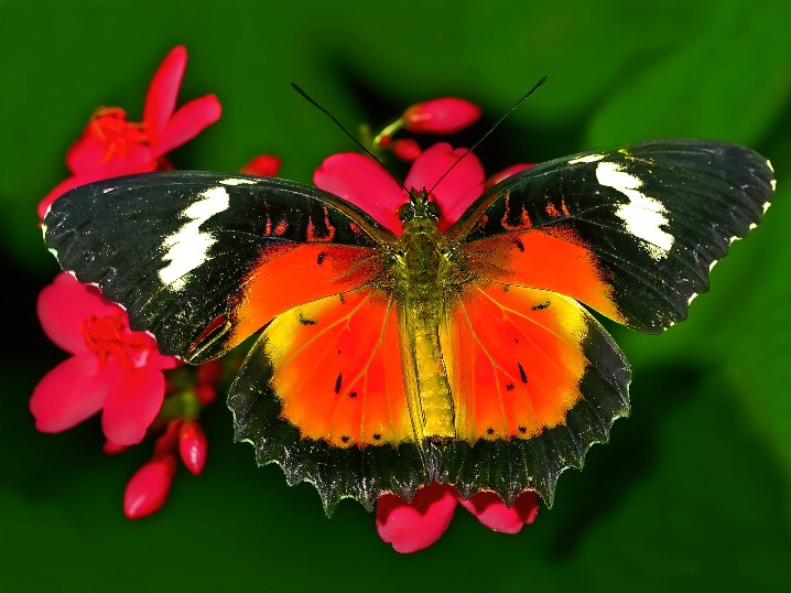 Cethosa biblis