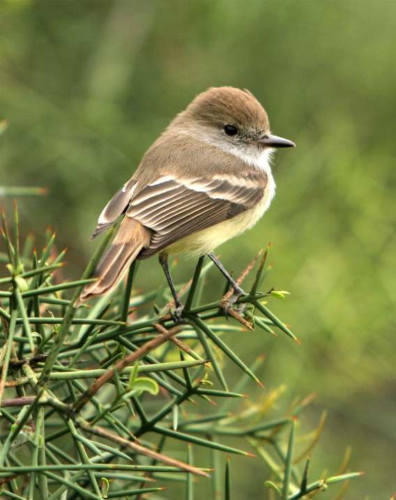 Galápagos Flycatcher