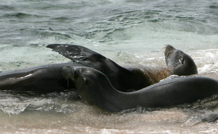 Galápagos Sea Lions