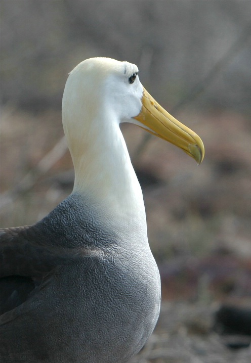 Waved Albatross