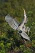 GBH Display