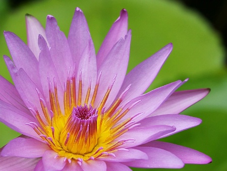 Water Lily