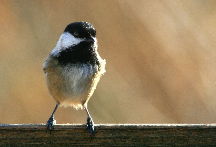 Evening Chickadee