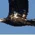 2Immature Bald Eagle - ID: 5487911 © John Tubbs