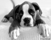'Paw' me....