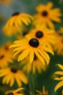 Wild Flowers