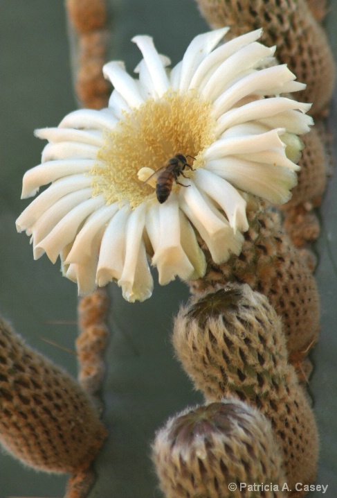 Cardon & the Bee - ID: 5488404 © Patricia A. Casey