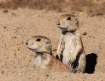 Prairie Dogs
