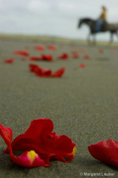 Roses on the beach