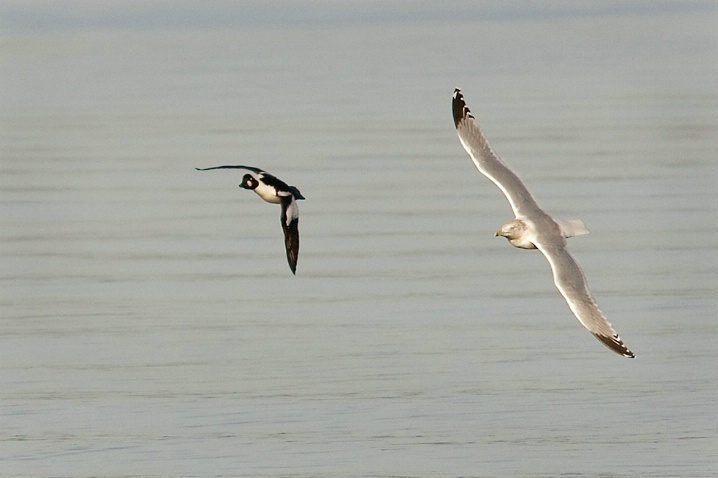 Herring Gull Chasing Common Goldeneye - ID: 5490525 © John Tubbs