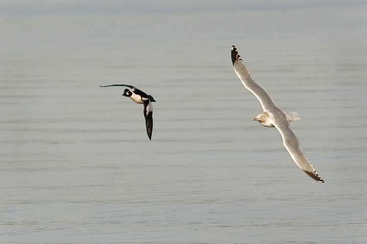 Herring Gull Chasing Common Goldeneye