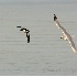 2Herring Gull Chasing Common Goldeneye - ID: 5490525 © John Tubbs