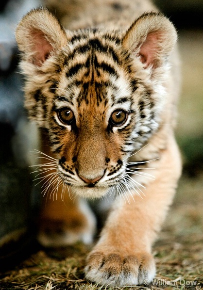 Shatari Tiger Stalk-Panthera tigris