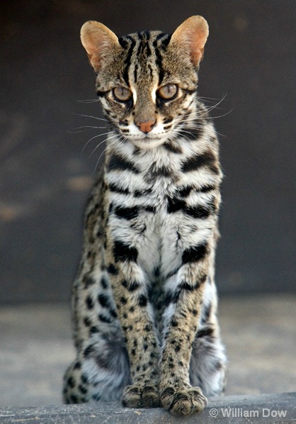 To Be-Asian Leopard Cat-Felis bengalensis