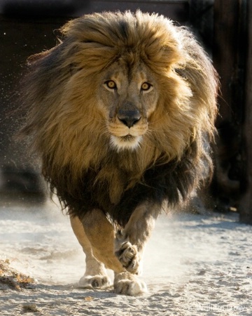 Zeus Lion-African-Panthera leo
