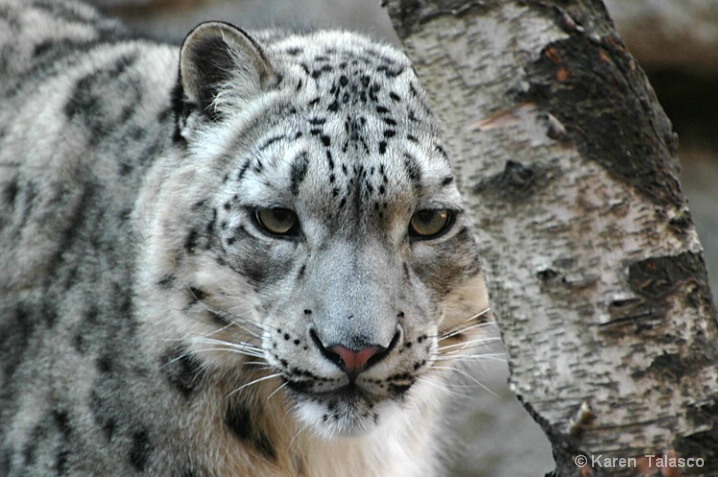 Stalking Snow Leopard