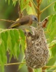 Nesting Bird
