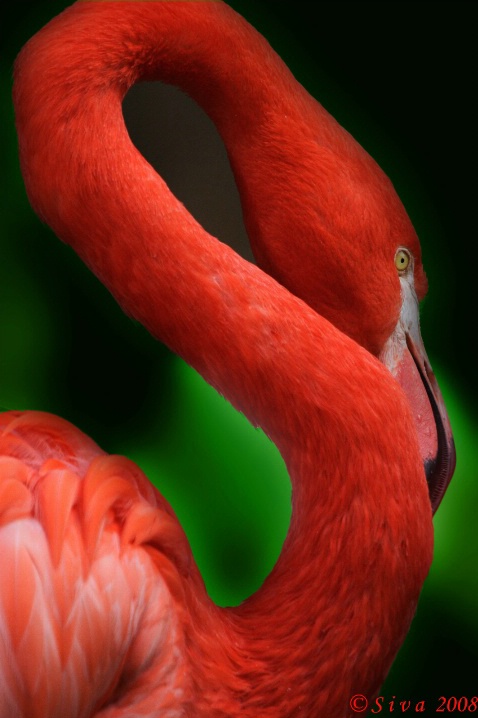 Flamingo Close Up!