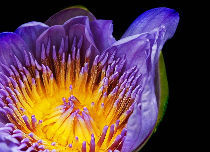 Glowing Water Lily